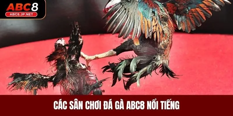 Các sân chơi đá gà ABC8 nổi tiếng
