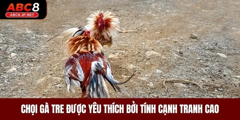 Chọi gà tre được yêu thích bởi tính cạnh tranh cao