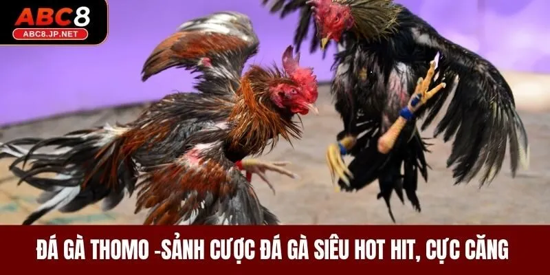 Đá Gà Thomo - Sảnh Cược Đá Gà Siêu Hot Hit, Cực Căng 