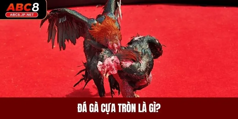Đá gà cựa tròn là gì?