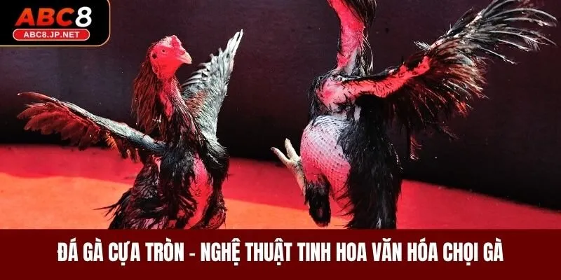 Đá Gà Cựa Tròn - Nghệ Thuật Tinh Hoa Văn Hóa Chọi Gà