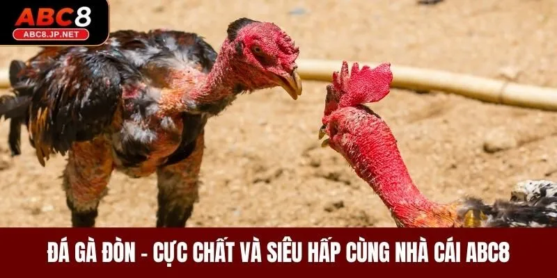 Đá Gà Đòn - Cực Chất Và Siêu Hấp Dẫn Cùng Nhà Cái ABC8