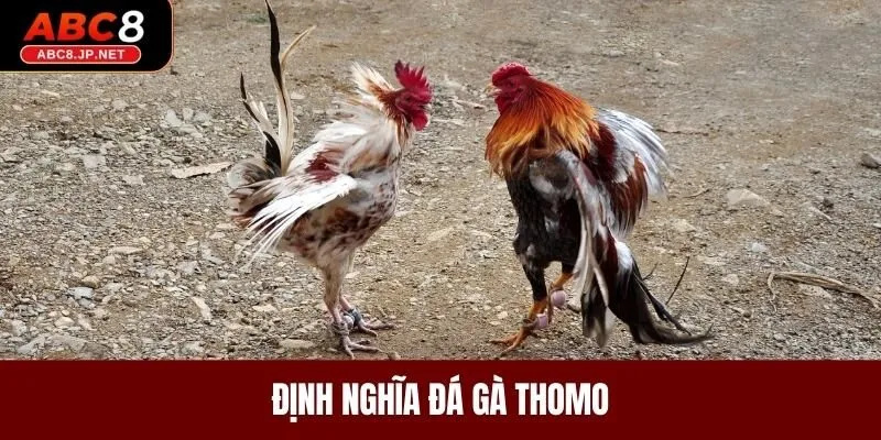 Định nghĩa đá gà Thomo