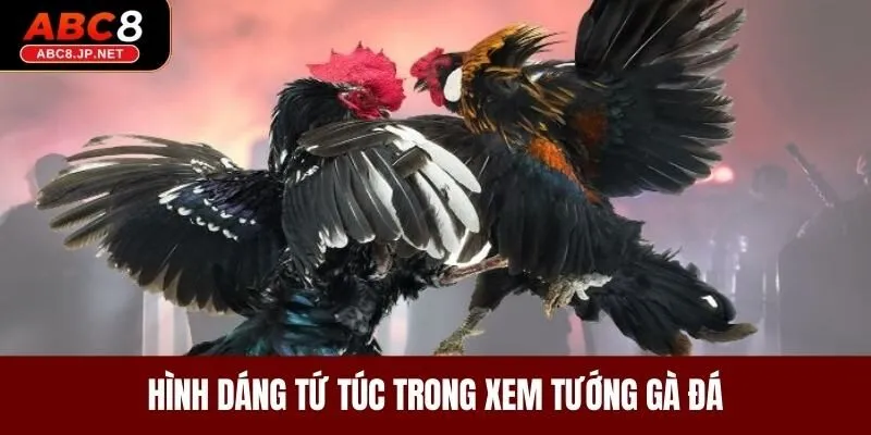 Hình dáng tứ túc trong xem tướng gà đá