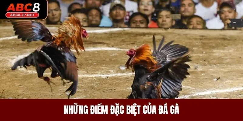 Những điểm đặc biệt của đá gà