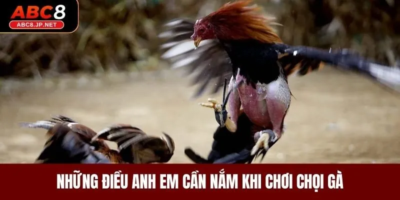 Những điều anh em cần nắm khi chơi chọi gà