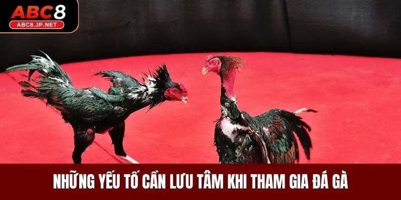 Những yếu tố cần lưu tâm khi tham gia đá gà