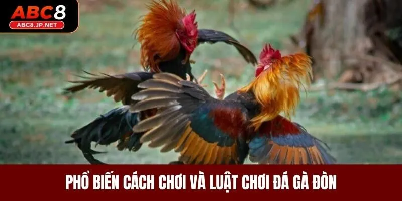 Phổ biến cách chơi và luật chơi đá gà đòn