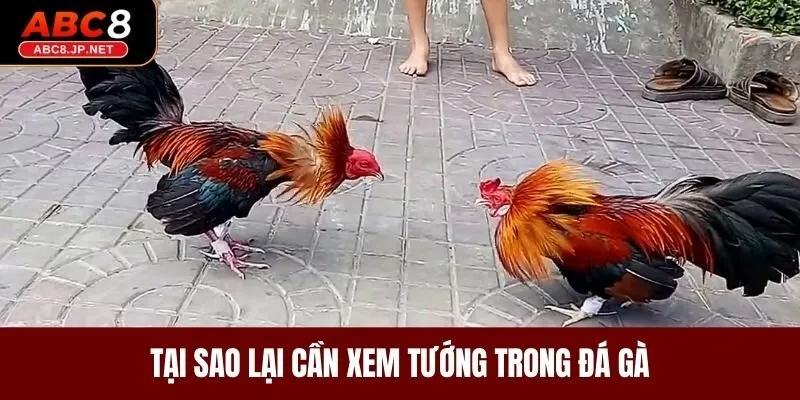 Tại sao lại cần xem tướng trong đá gà