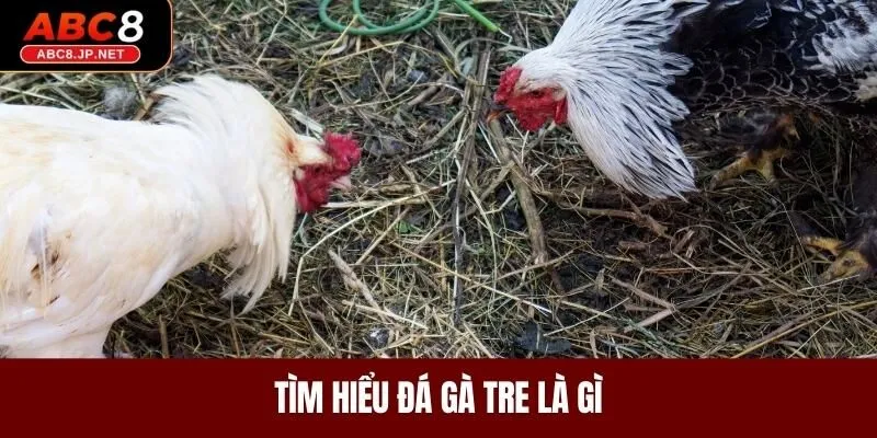 Tìm hiểu đá gà tre là gì