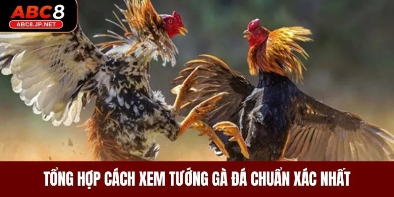 Tổng hợp cách xem tướng gà đá chuẩn xác nhất