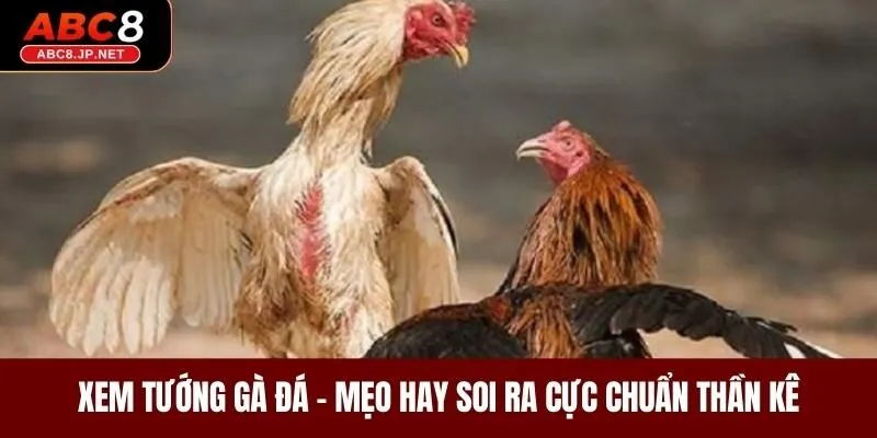 Xem Tướng Gà Đá - Mẹo Hay Soi Ra Cực Chuẩn Thần Kê